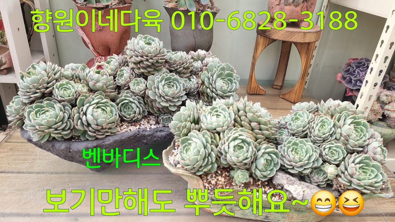 (26.2.26.목)밥 안먹어도 배불러요~😆😁