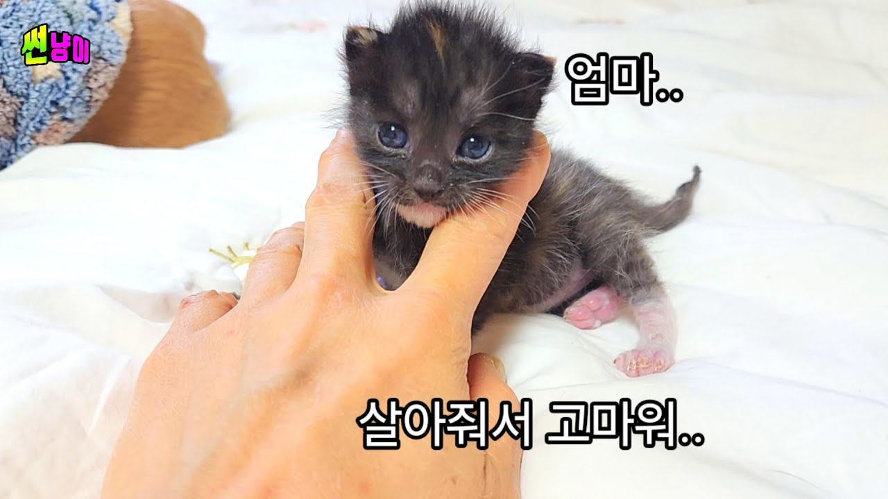 어미고양이가 낳자마자 두고 가 다 죽어가던 아기고양이가 이렇게 바뀔수가 있을까요.기적을 일으킨 새끼고양이