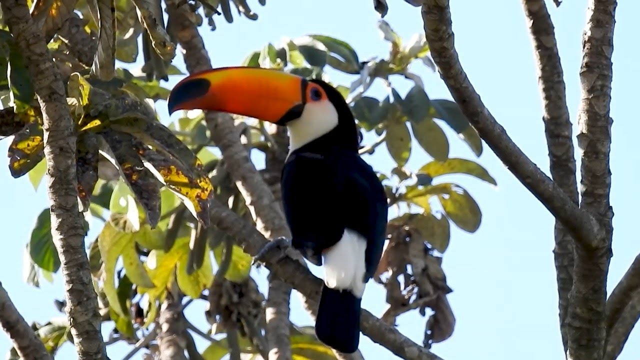 Toco Toucan Searching the Riparian Forest for Food Cecropia Fruits (Ramphastos toco) Tucanuçu Sounds