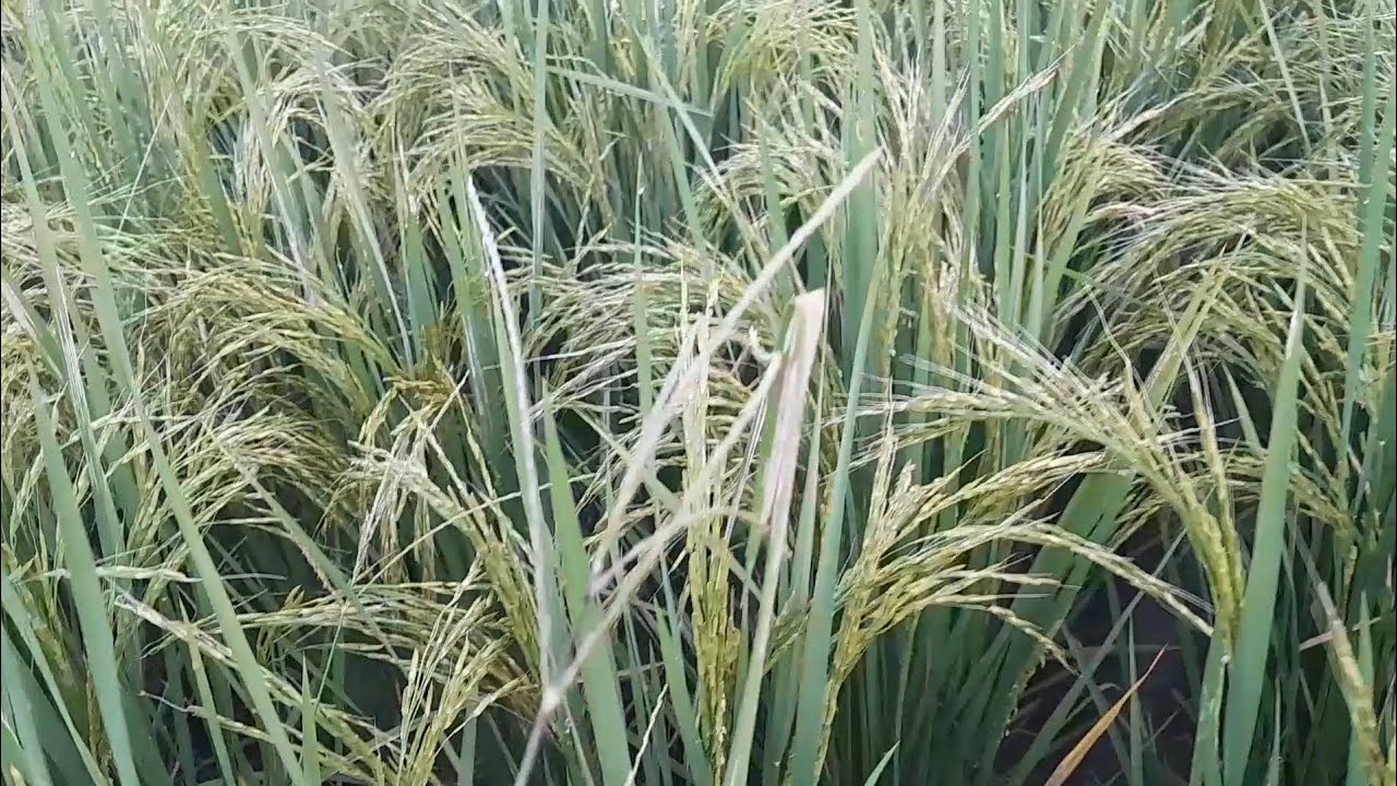 पूसा की 1886 धान या PB 1718 इन दोनों में से किसान के लिए कौन सी धान बेहतर है #farming #धान  