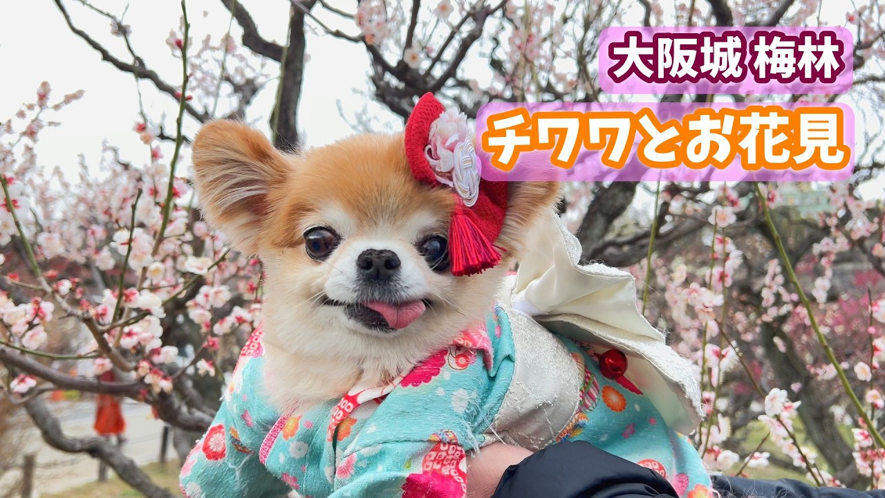 大阪城の梅林でお花見♪お団子とおにぎりを楽しむチワワ【着物ドッグぺこ】