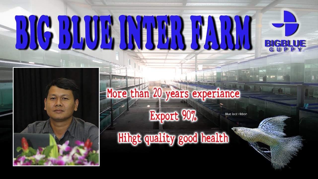 บุก Big Blue Inter Farm ฟาร์มปลาหางนกยูงระดับพรีเมี่ยม พร้อมแนวทางสร้างรายได้จากปลาหางนกยูง