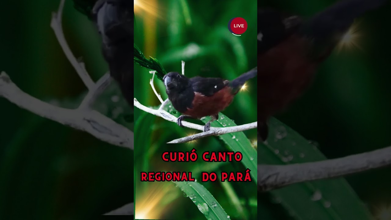 Curi&oacute; canto regional do Par&aacute;! #cantosdepassarosdobrasil
