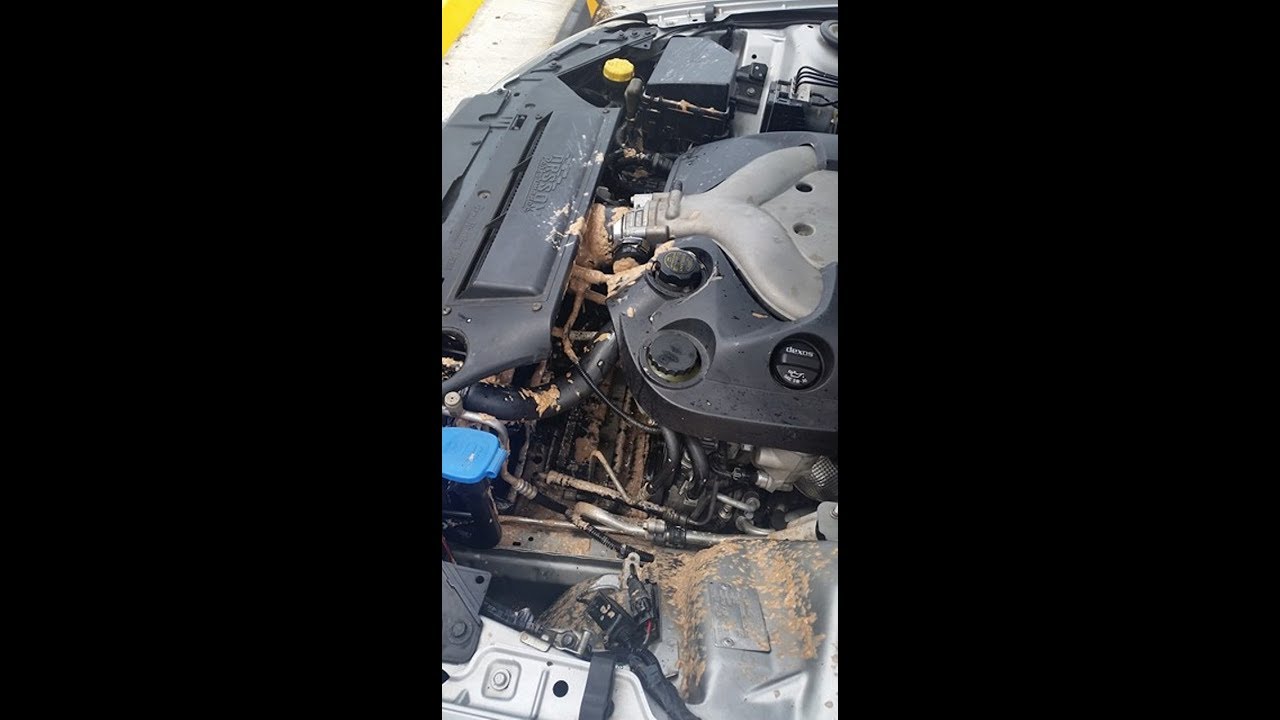 VE Commodore Radiator Removal