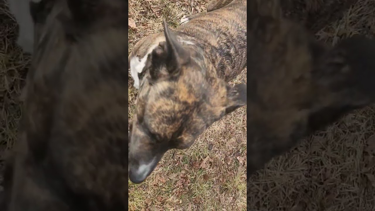 ꪑꪗ  ℜ𝔬𝔰𝔦𝔢𝔤𝔦𝔯𝔩  🥰🐕.                     