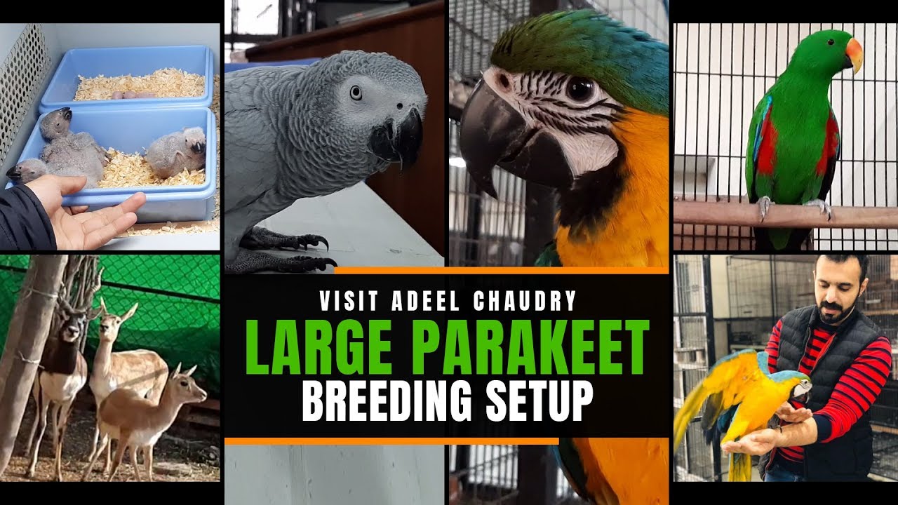 Visit Macaw, Suncor, African Grey, Raw Parrot, Adeel Chaudry Birds Breeding Setup