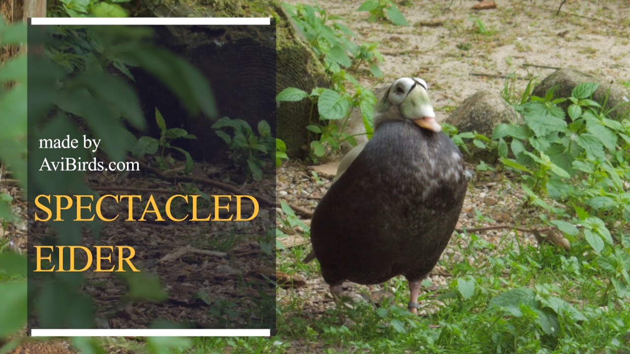 Spectacled Eider [Somateria Fischeri]
