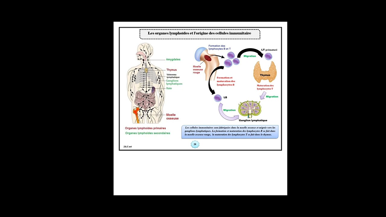 3AC : système immunitaire épisode 4