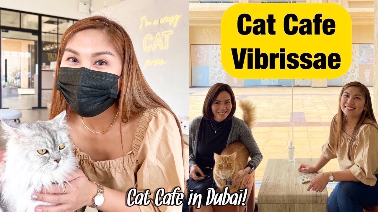CAT CAFÉ VIBRISSAE | Cat café in Dubai
