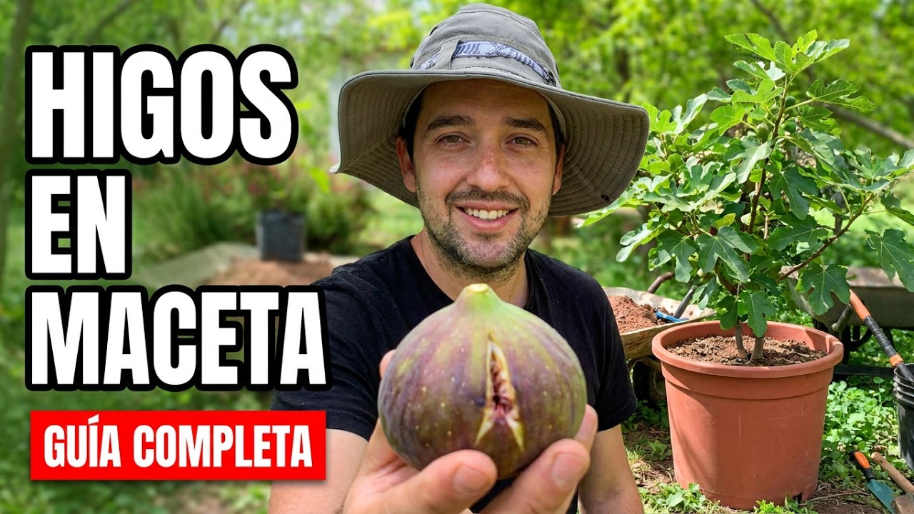 Como Sembrar Un ÁRBOL DE HIGO En Maceta 🪴🌳
