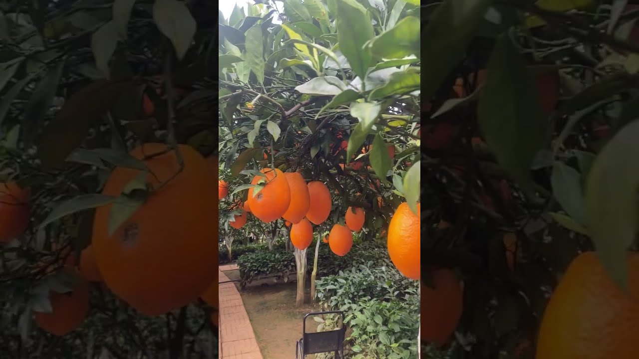 Vườn Cam Ly, Mộc Châu, Sơn La #travel 