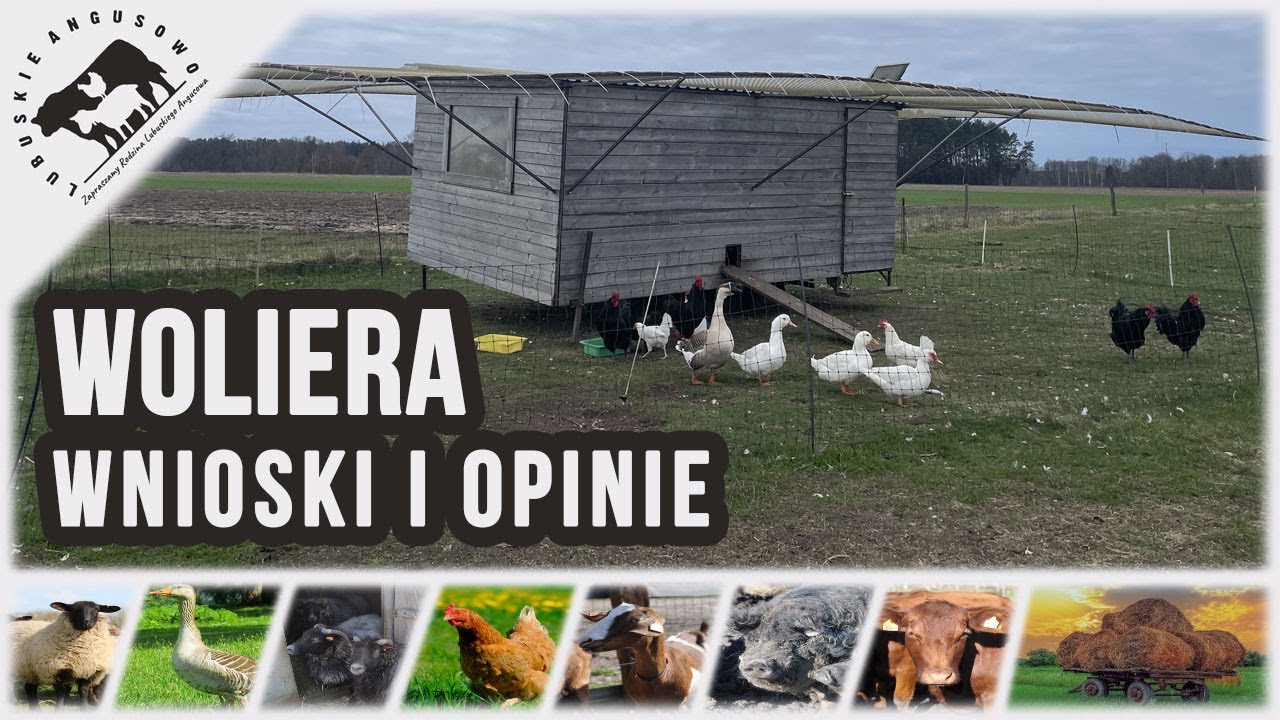 Lubuskie Angusowo - S8 E7 - Woliera u kur - nasze wnioski po miesiącu użytkowania