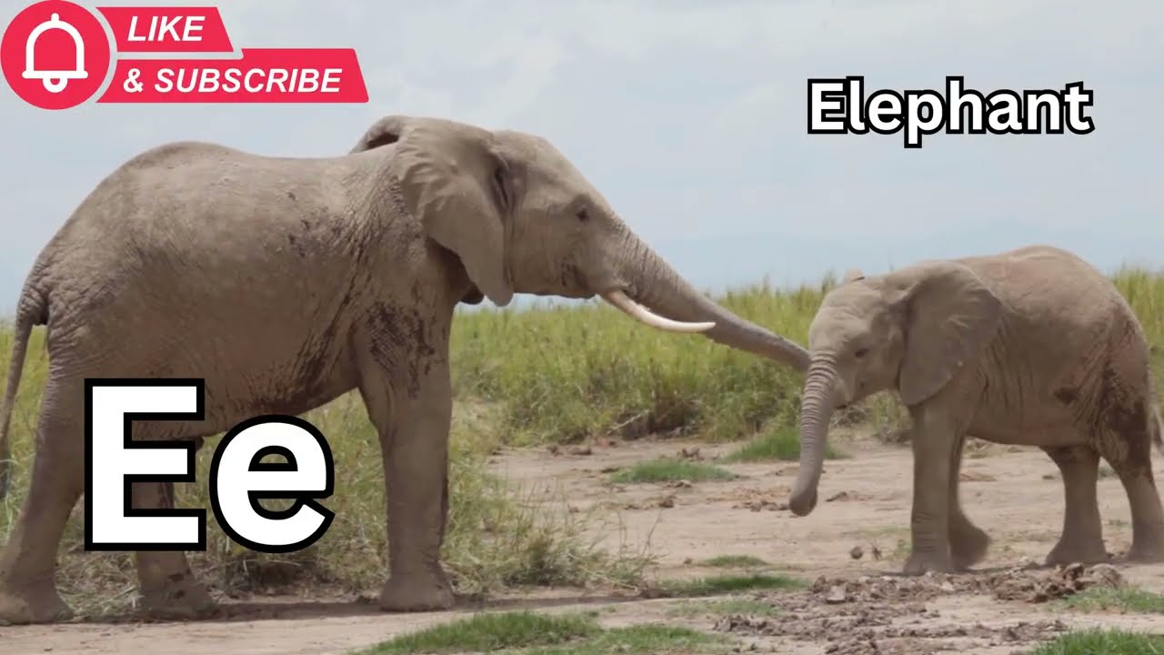 ABC Animal Phonics Song for Kids | Learn Letters A–Z with Everyday Animals | Toddler & Preschool