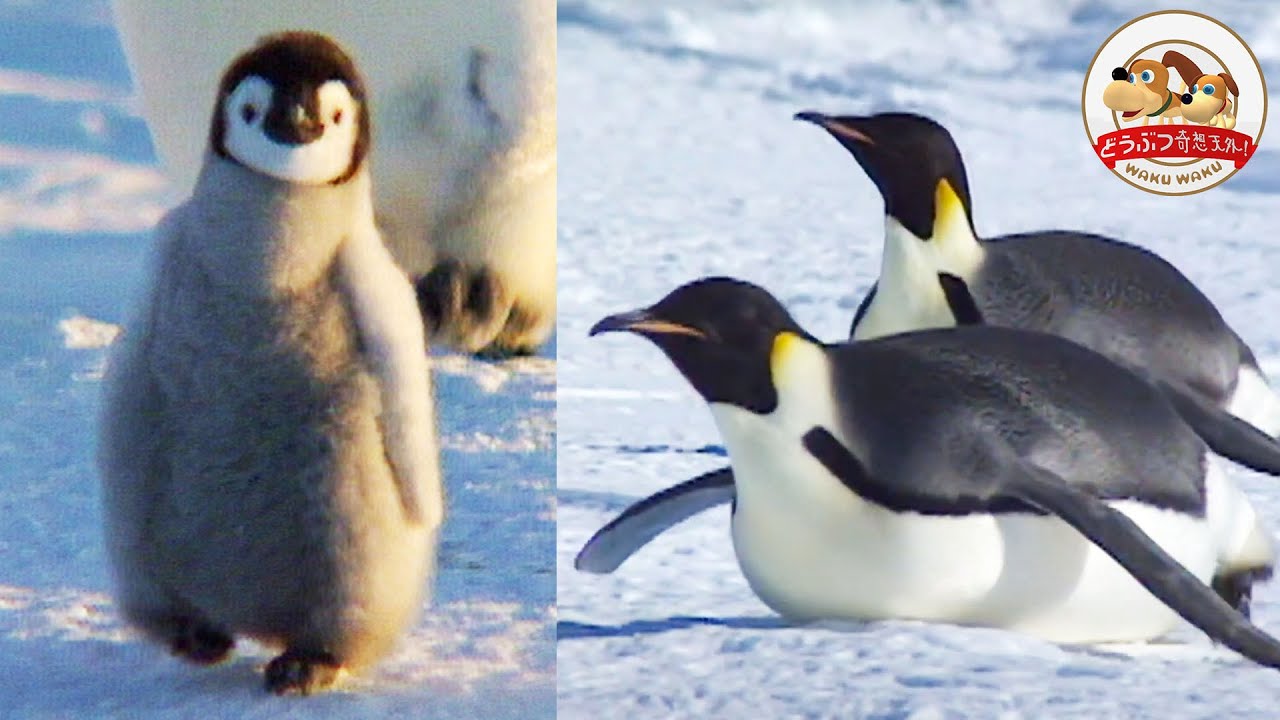 【100kmの大移動】コウテイペンギンの赤ちゃんに親たちがエサを持ってきた！【南極大陸の動物たち】【どうぶつ奇想天外／WAKUWAKU】