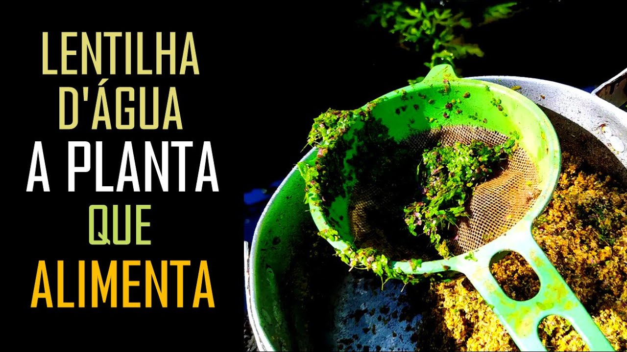 Lemna PLANTA na ALIMENTAÇÃO das GALINHAS, AVES! Super ALIMENTO!