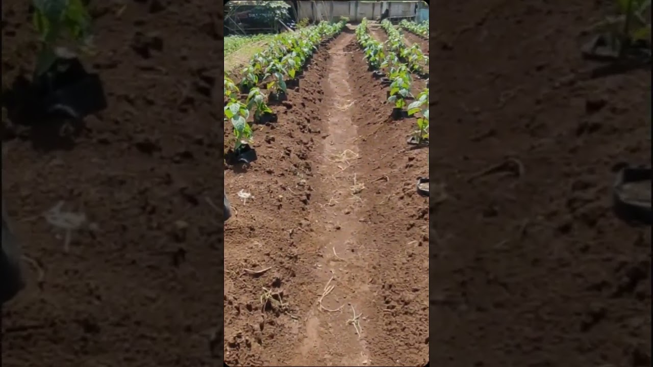 cabai rawit ori 212 #cabaiori #polibag #cabairawit #metodemasudin