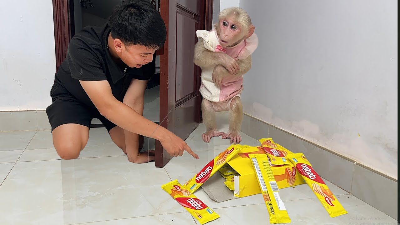 So funny cute! Monkey Luk sneaky distracts to eat Thang's cake