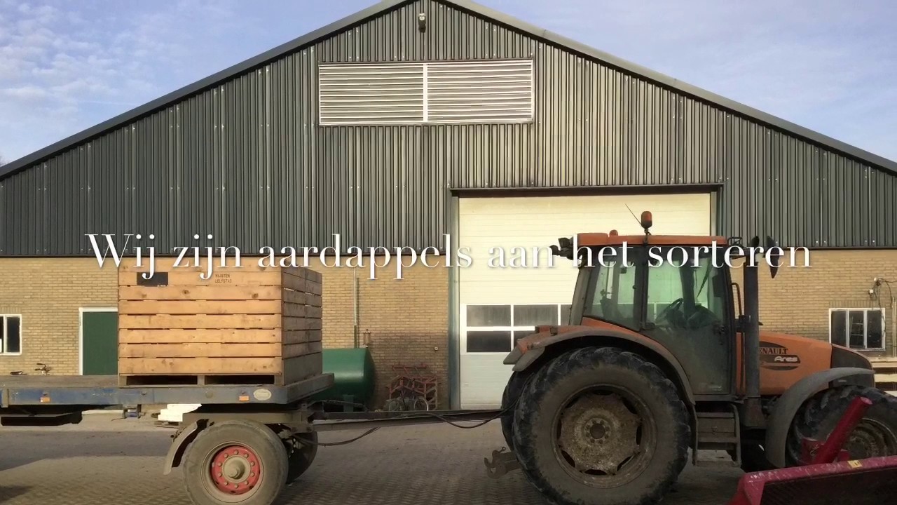 Aardappels sorteren...