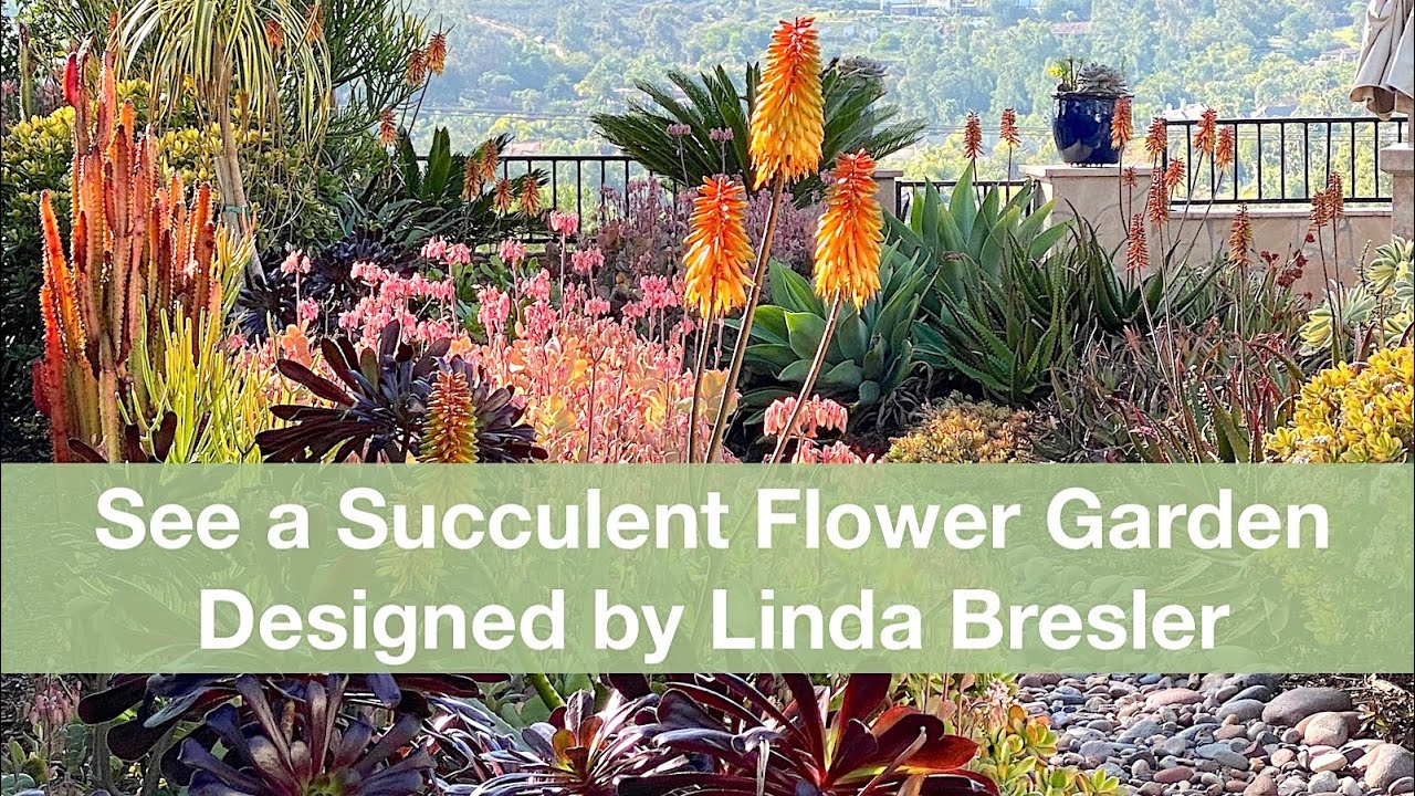 Design a Succulent Flower Garden