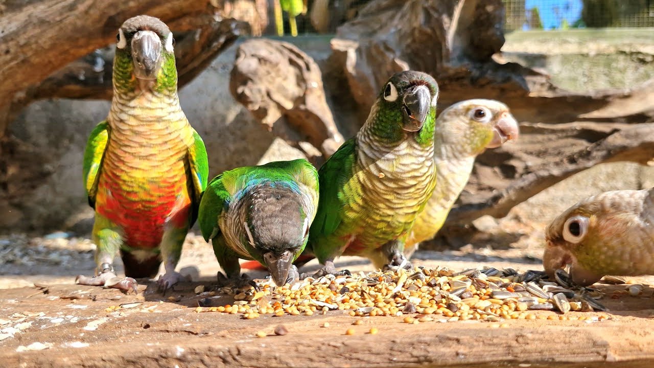 Use this video to attract birds to eat. green conure,yellow conure, talking parrot.