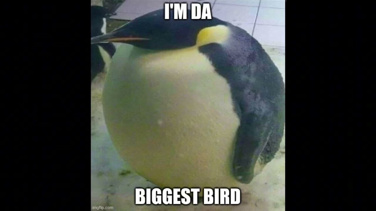 I'm da biggest bird bass boosted 1 hour