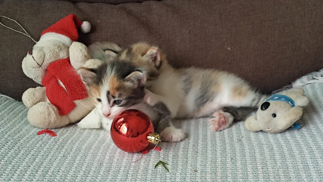 Кошки и котята: 812, 721, 645, 564, 463, 446, 398, 322, 207, 169, 69, 229, 163, 61, 27d