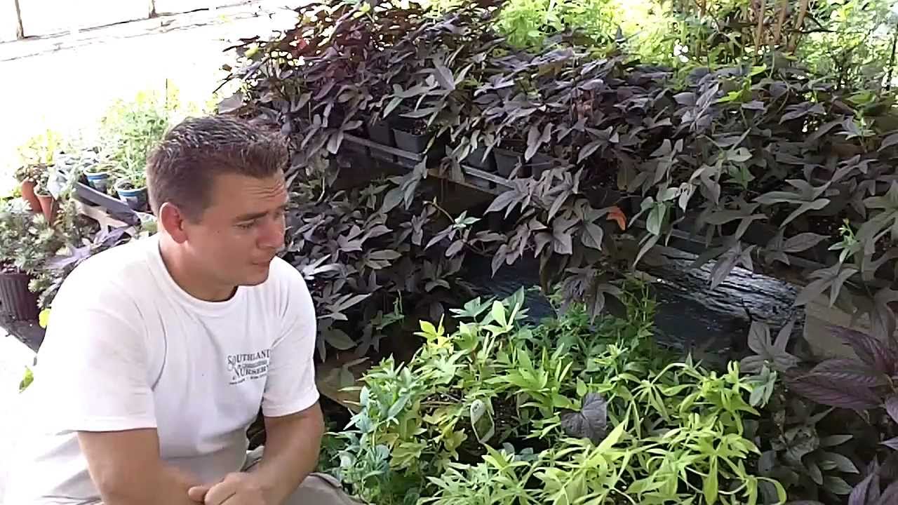 Ornamental Potato Vine - An Edible Ground Cover ( Ipomoea Ba