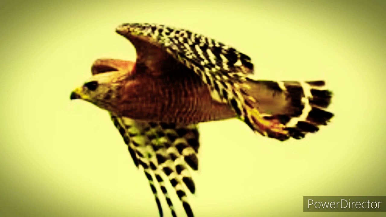 Aguila florida ven a mi - Canto de Temazcal