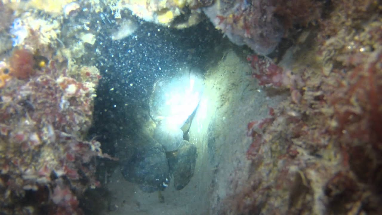 glen an brad diving newport bay