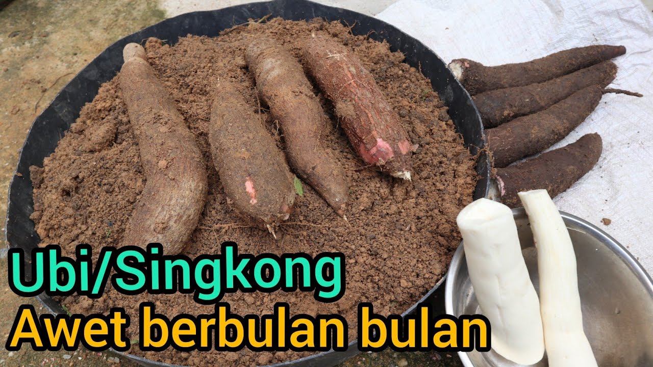 Cara menyimpan/mengawetkan ubi atau singkong agar tahan lama