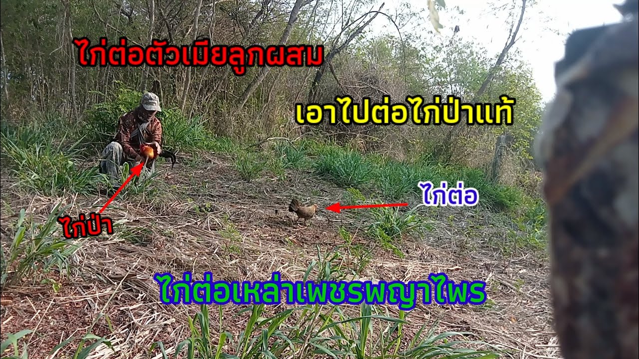 ตัวเมียลูกผสม ต่อไก่ป่าแท้ เกิดเหตุการไม่คาดคิด ไปลุ้นด้วยกันคับ/ไก่ต่อเหล่าเพชรพญาไพร/หนุ่มบ้านโนน