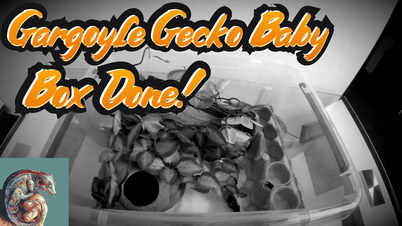 Gargoyle Gecko Baby First Enclosure Box finished GoGoGeckoGo !