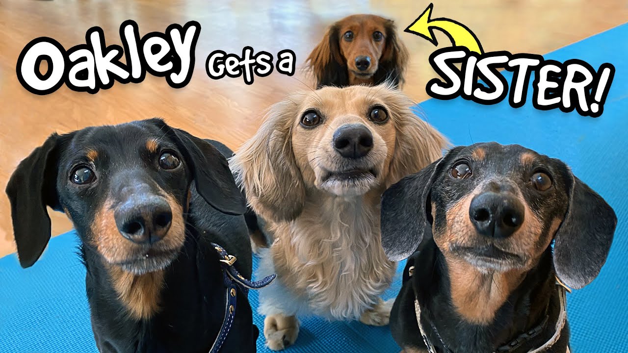 Ep 67: Oakley Gets a SISTER! — Say hi to "Delilah" the Puppy Dachshund!