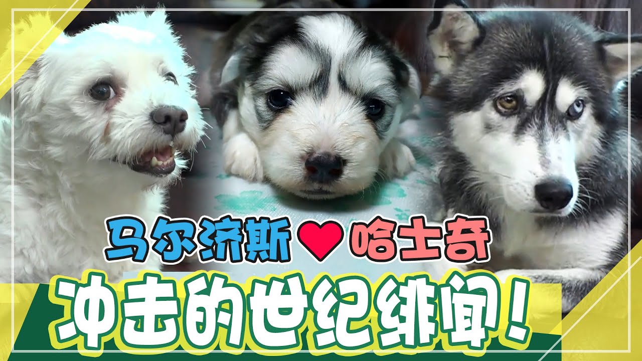 [中文字幕] 惊人的世纪绯闻！ 马尔济斯犬和西伯利亚哈士奇的爱情故事♥ㅣ动物农场