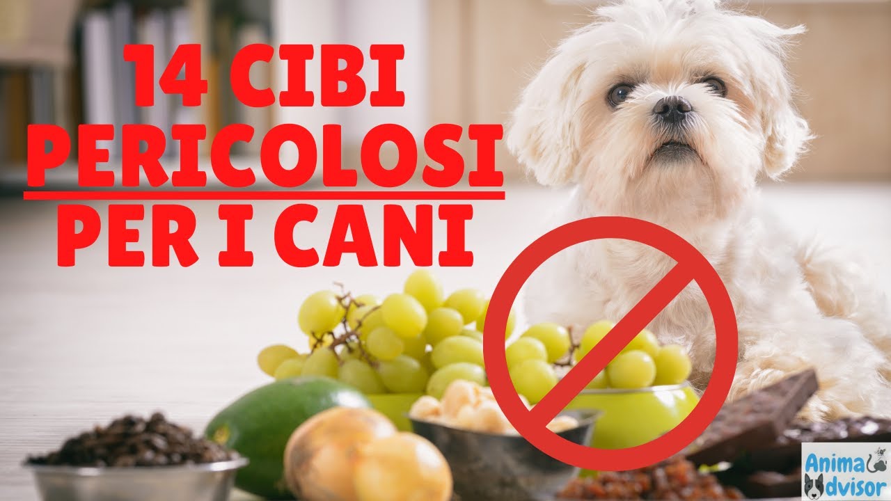 Cosa Non Può Mangiare il Cane: Tutti i Cibi Vietati
