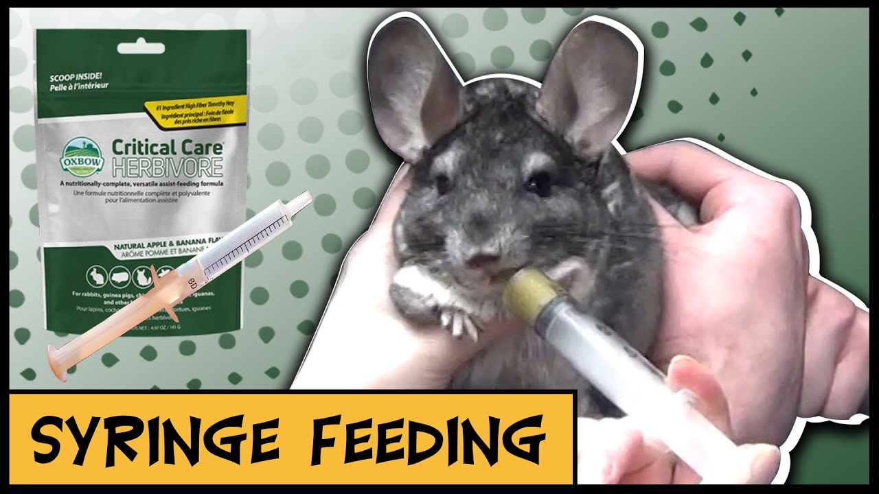 How to Syringe Feed Chinchillas | Preparing Oxbow Critical Care