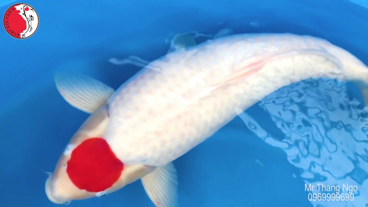 Super Tancho kohaku Dainichi koi farm, 4 year, 72cm, 900 triệu.