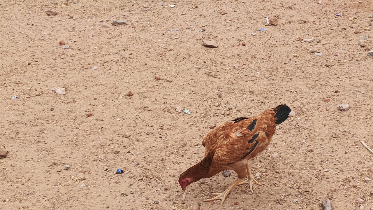 Murga Murgi Ka Zabardast Hungama 😂 | Desi Gaon ComedyMurga Murgi Ki Shaadi Mein Bawal 🐔#viral #birds