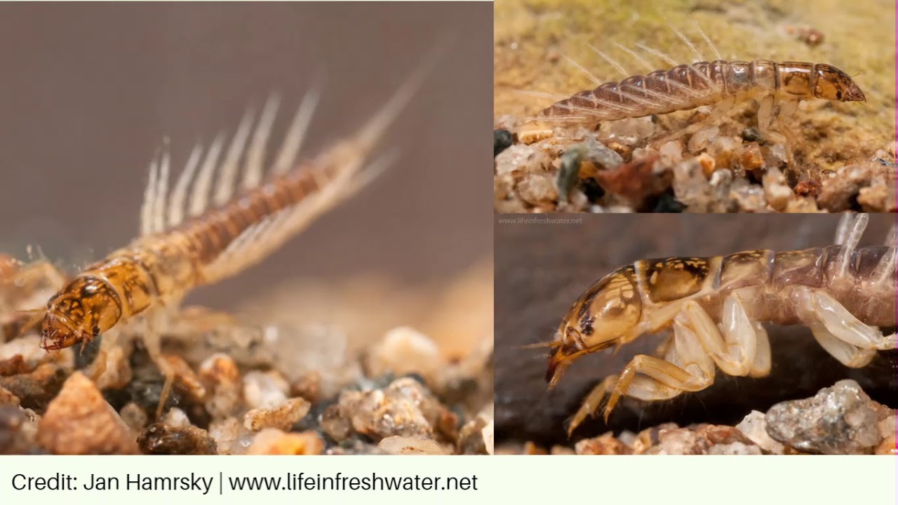 Alderflies