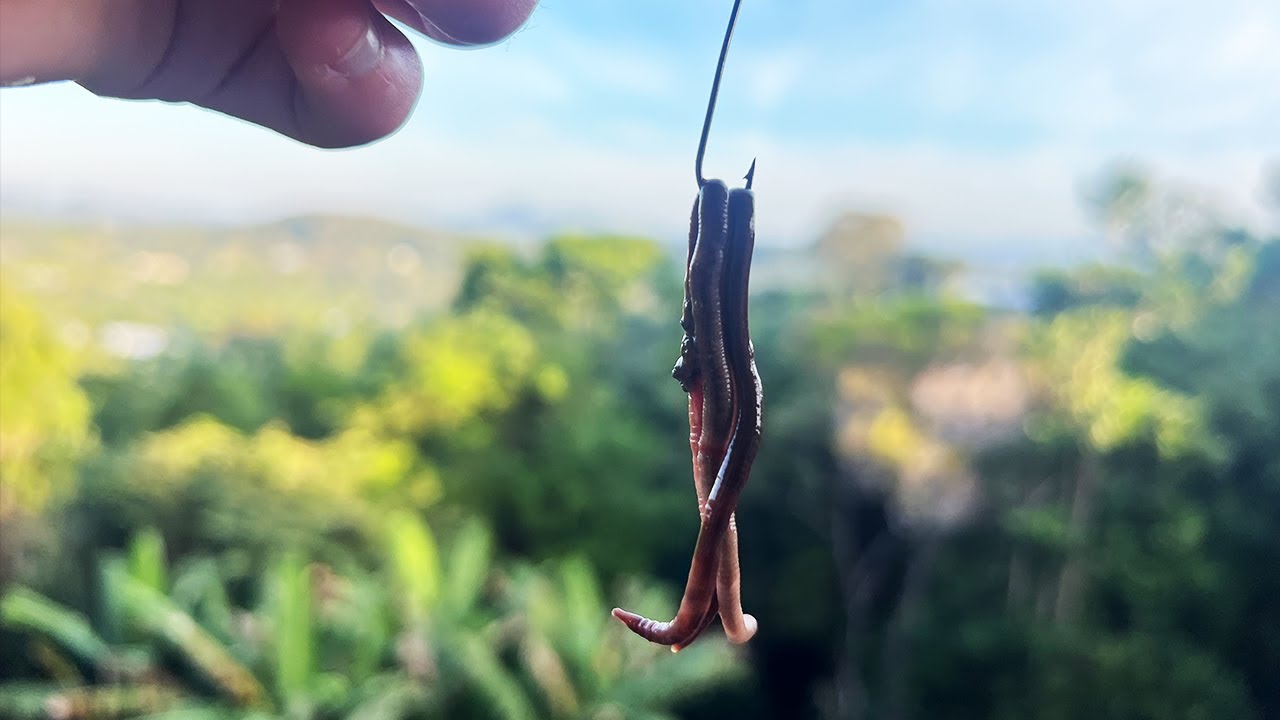 Is This The BEST River Fishing Bait!?