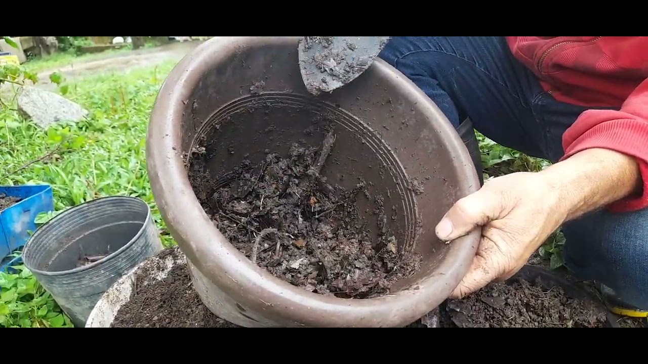 PALMITO JUSSARA VAMOS PLANTAR AS MUDAS NOS VASOS NOS COLHEMOS AS SEMENTES AQUI NA CHÁCARA .