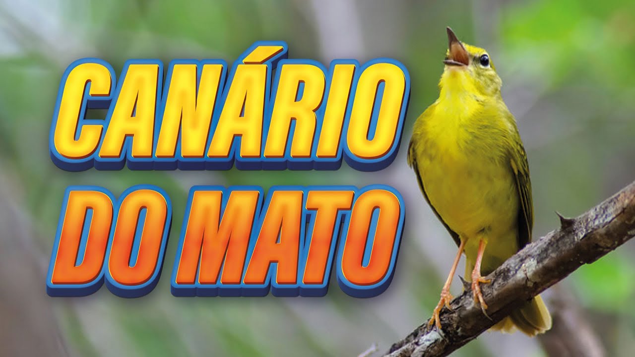 CANTO DO CANÁRIO DO MATO / CANARY SINGING Myiothlypis flaveola