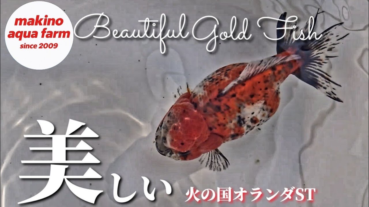 マキノアクアファームのゲリラ販売会!!美しい金魚との巡り合わせ!!