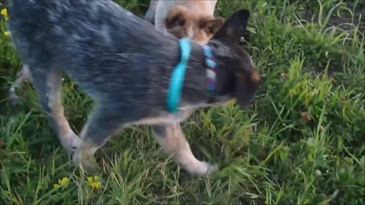 Australian cattle dogs 13 weeks