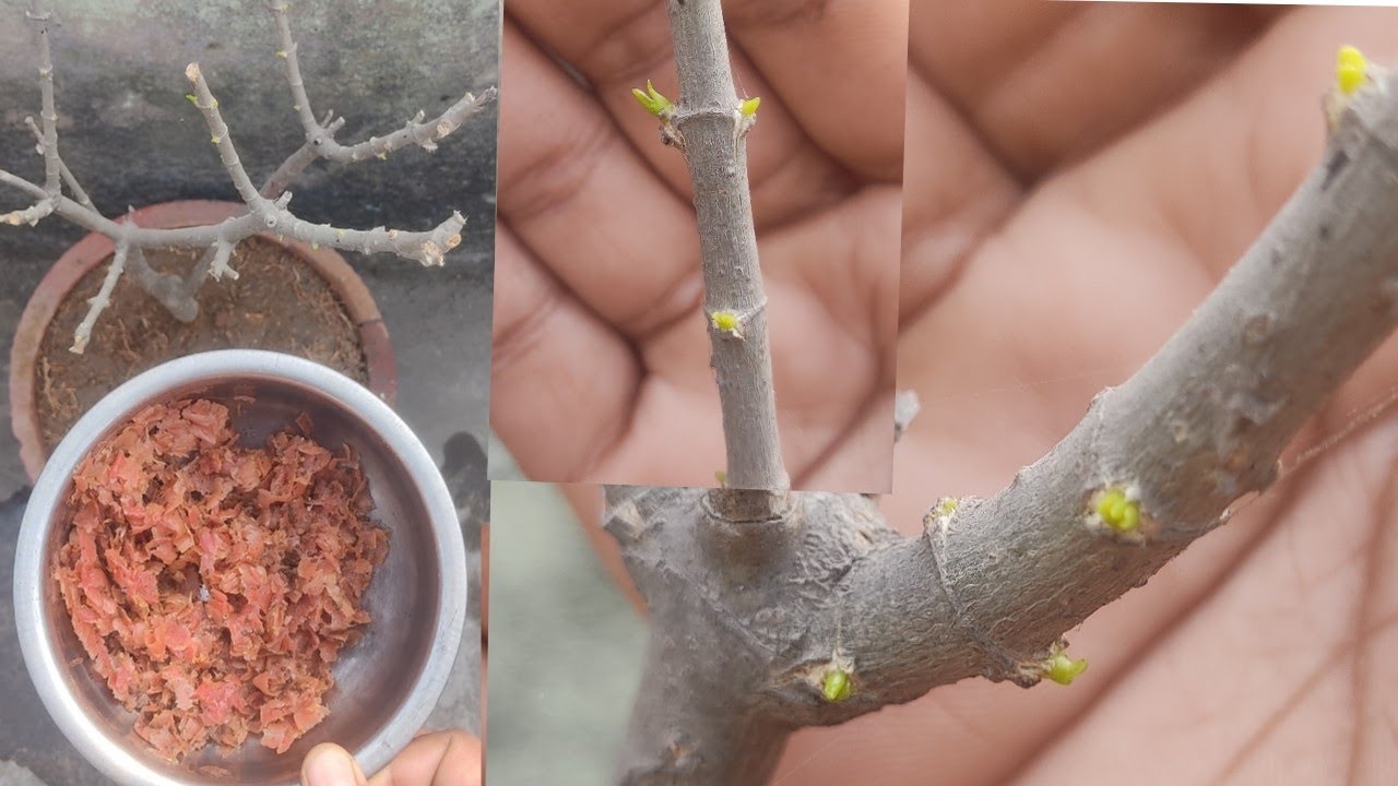 सुखते पौधे मे सिर्फ5 दिनों मे दिखी एक नही कई सारे उम्मीद की किरण|how to save dying plant #plantscare