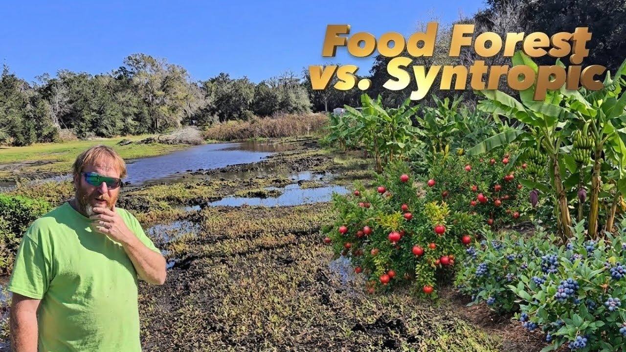 Quick Question Food Forest or Syntropic?  Let's start to explore the topic.
