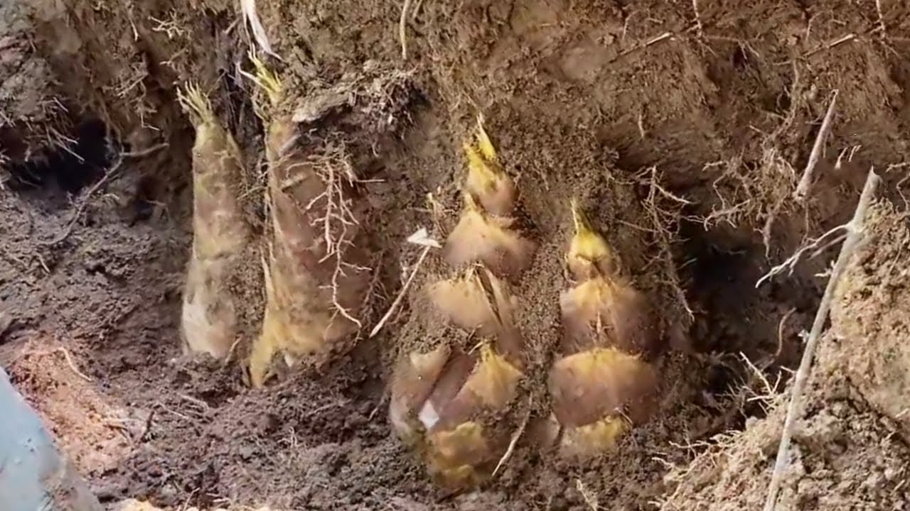 阿峰这下真的要发财了，小裂缝隐藏大惊喜，竟然挖到4颗白露笋，千年难遇运气太好！【乡村阿峰】