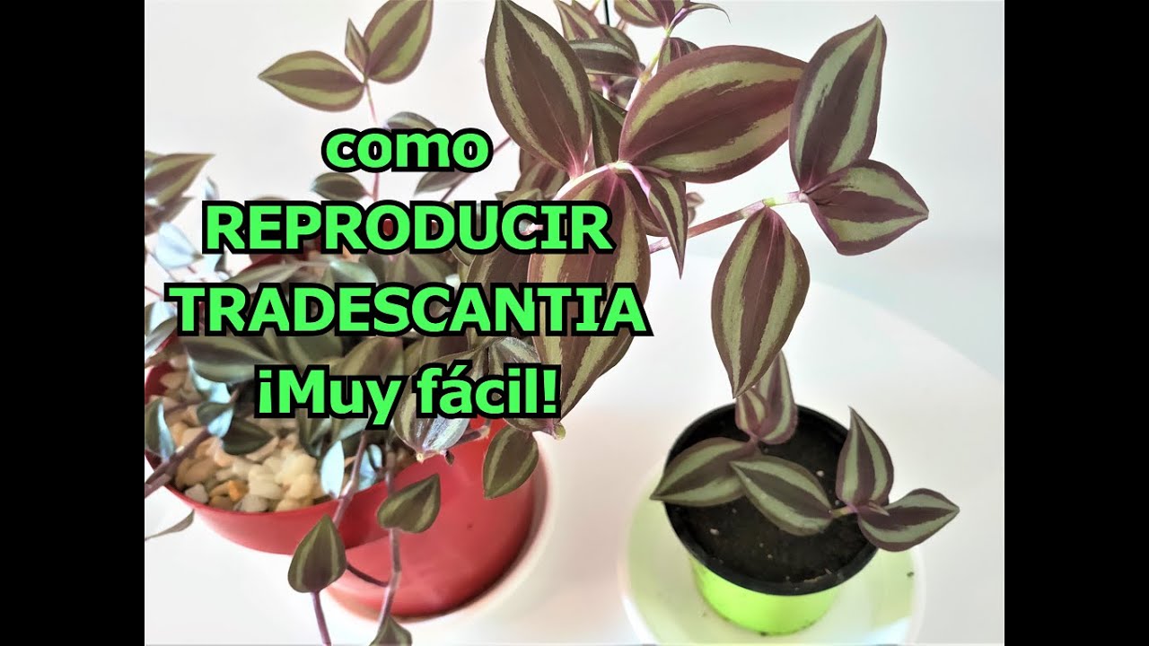 COMO REPRODUCIR TRADESCANTIA POR ESQUEJES  REPRODUCIR PLANTA AMOR DE HOMBRE O TRADESCANTIA ZEBRINA