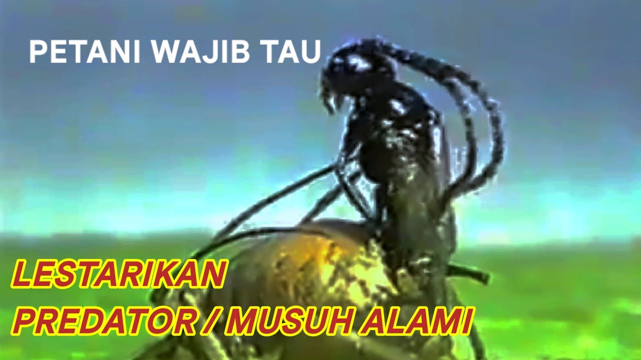 PREDATOR MUSUH ALAMI || PETANI WAJIB TAU