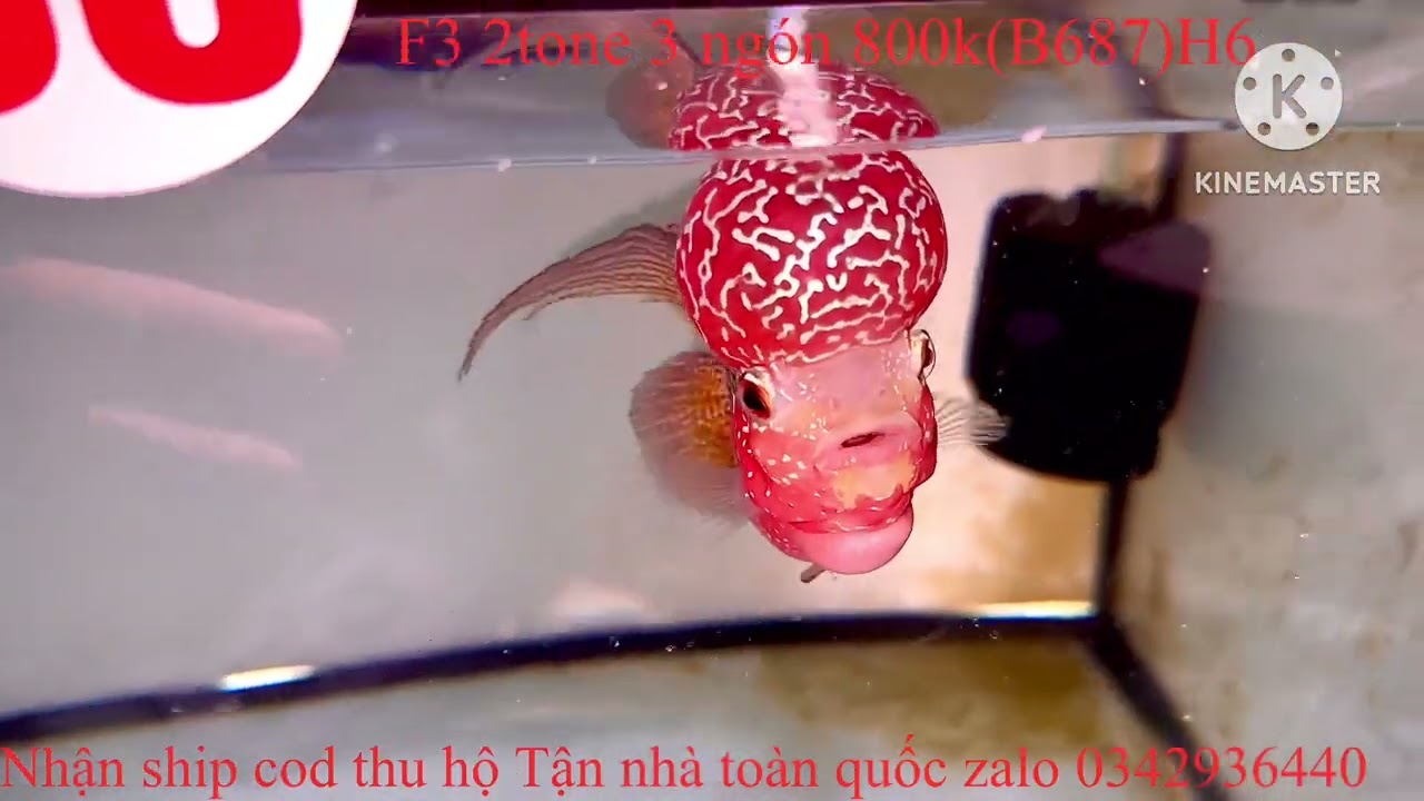 03/01/2026 báo giá lô cá mới đẹp cho ae chơi Tết Zalo 0342936440 la Hán Tân Phạm 